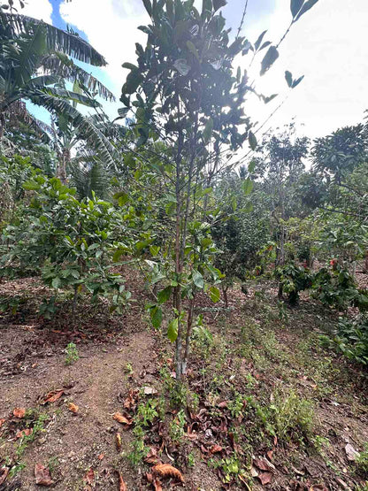 Batangas Excelsa